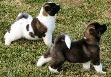 Akita štěňata. Akita štěňata.