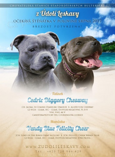 Staford��rsk� bulteri�r - �t��ata s PP