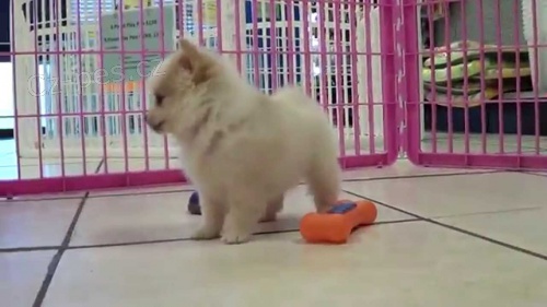 Ohromujc pomeransk tata na prodej