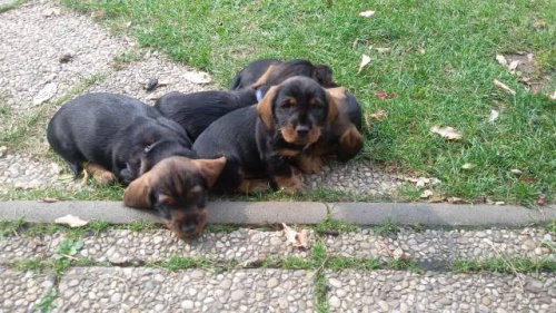 �t��ata drsnosrst�ho jezev��ka s PP