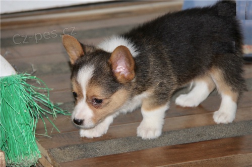  �t��ata Pembroke Welsh Corgi