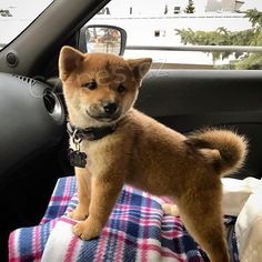 Shiba-Inu Shiba-Inu