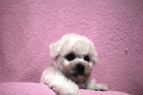 Bišonek - Bichon Frisé Bišonek - Bichon Frisé
