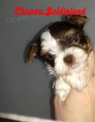 Barevn� jork��rkov� (biro) s PP