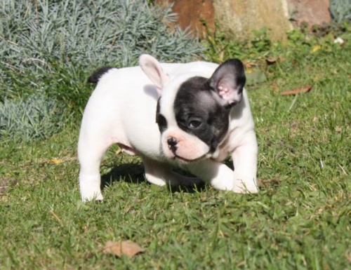 Francouzsk� buldo�ek