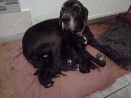 Prod�m �t���tka n�meck� dogy s PP