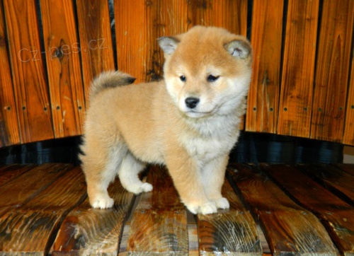 Krsn tata Shiba Inu jsou k dispozici, //