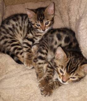 Ko�ky bengalsk� p�ipraven�