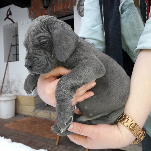 N�meck� doga modr�