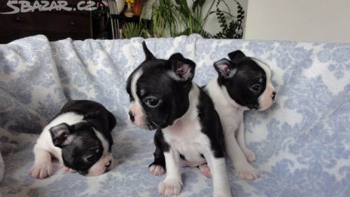 Bostonsk� teri�r