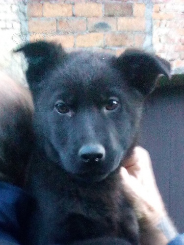 N�meck� ov��k - �t��ata