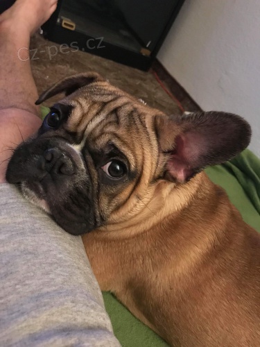 Prodam francouzsk�ho buldo�ka 