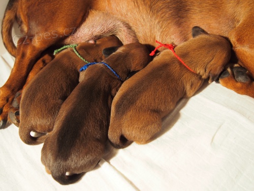 JEZEV��K HLADKOSRST� STANDARD