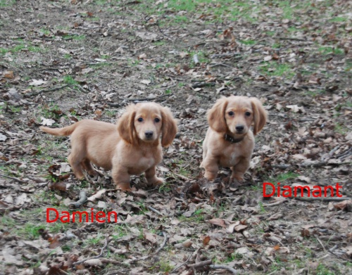 �t��ata dlouhosrst�ho jezev��ka s PP