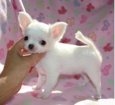 �ivava s PP - pejsci