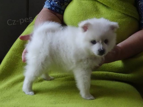 N�meck� �pic b�l�, mal� trpasli�� a st�edn�