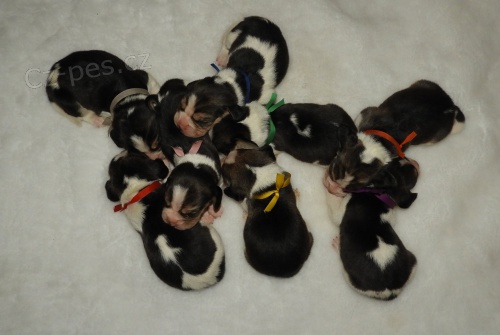 �t��ata beagle