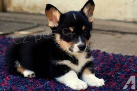 �t��ata Corgi pro p�ijet�