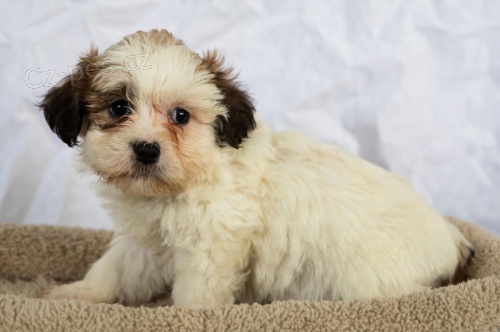 Odstran�n� �t���tek Shih Tzu