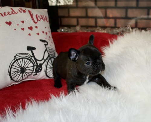 Frenck �t��ata buldok�