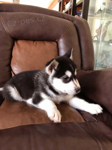 alaskan malamute �t��ata