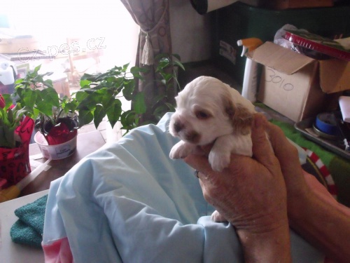 �t��ata kokr�pan�lsk�