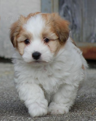 �t��ata Coton DeTulear