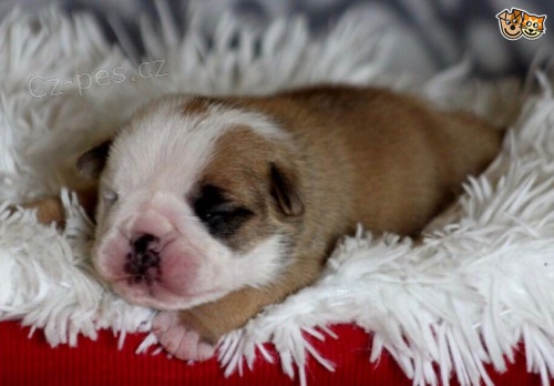 Neibull �t��ata