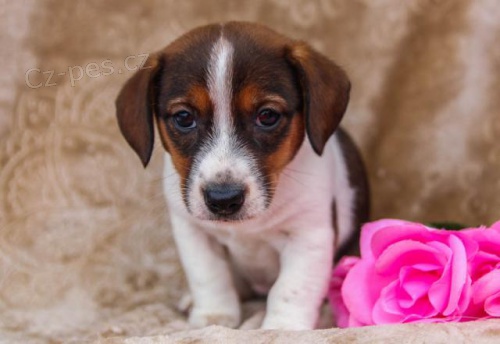 Velmi hrav� �t���tka Jack Russel