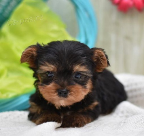 P��telsk� Yorkie �t���tka
