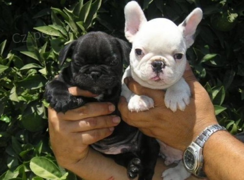 Kr�sn� �t�n� francouzsk� buldok.