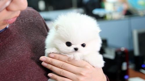 �istokrevn� pomeransk� �t��ata pro p�ijet�.