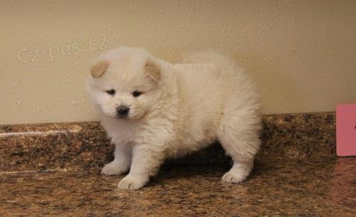 �t���tka pro adop�n� plemeno jsou chow chow