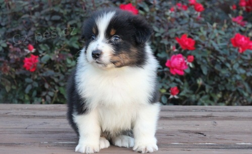 Sladk� mini australsk� pasteveck� �t���tka