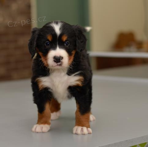 �t��ata Bernsk�ch sala�nick�ch ps�