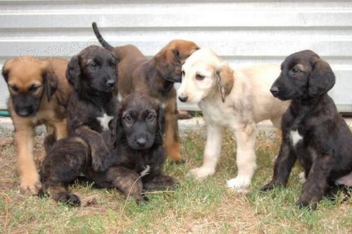 100% Mu�sk� a �ensk� afgh�nsk� chovn� �t��ata