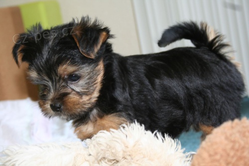 Samec a samice Yorkie �t��ata