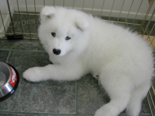 Samojed �t��ata