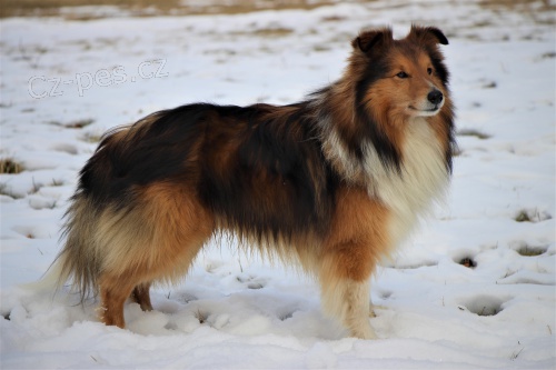 Sheltie pes ke krytí Sheltie pes ke krytí