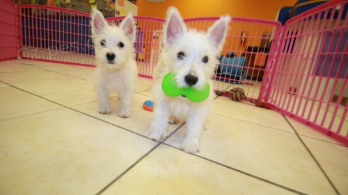 West Highland teri�r Westie �t��ata