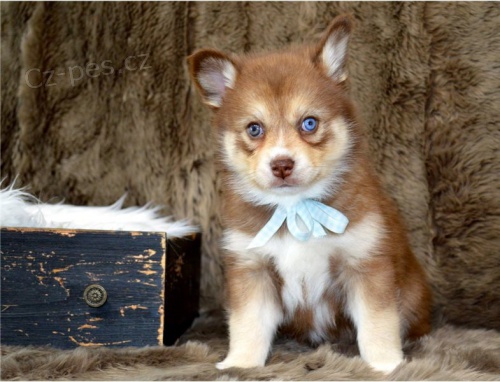 Vln�n� kab�t sibi�sk� Husky �t��ata