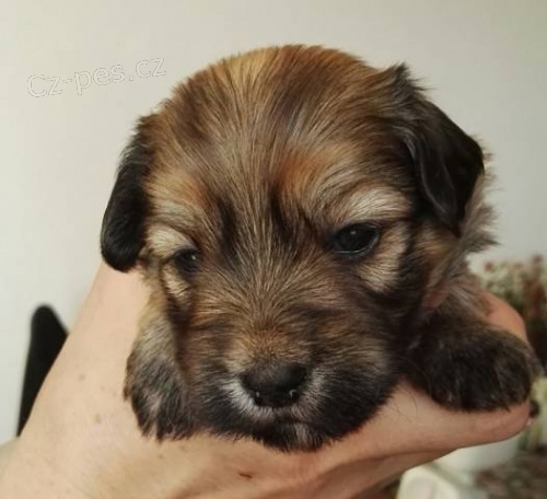 Havansk� ps�k �t��ata