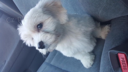 čistokrevná Maltské štěňata. čistokrevná Maltské štěňata.