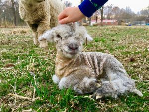 Babydoll jeh�ata na prodej