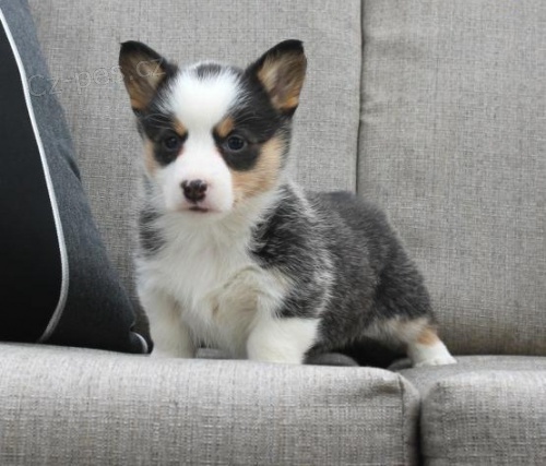 Štěňata Welsh Corgi (Pembroke) potřebují nové domovy Štěňata Welsh Corgi (Pembroke) potřebují nové domovy