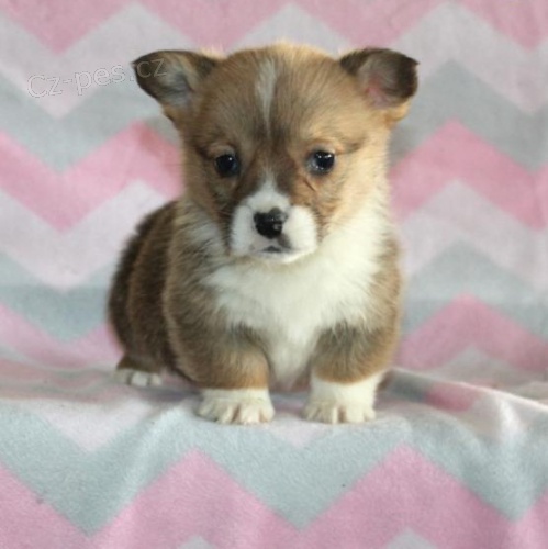 Welsh Corgi (Pembroke) Štěňátka jsou připraveni jít Welsh Corgi (Pembroke) Štěňátka jsou připraveni jít