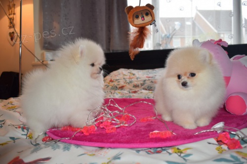 Pomeranian- prod�m pejska s PP