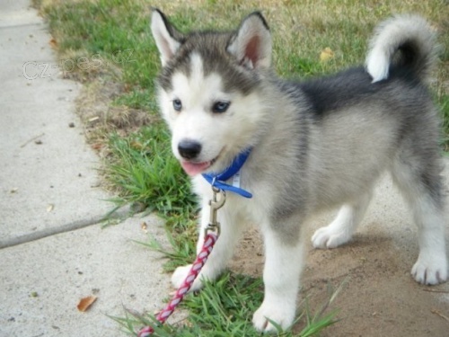 Sib�rsky husky s PP