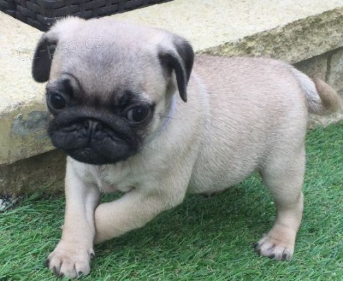 Velmi zdrav� �t���tka