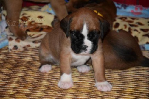 N�meck� boxer na prodej bez PP